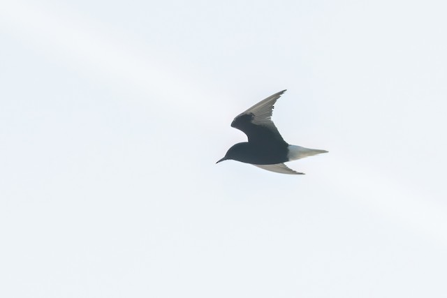 White-winged Tern