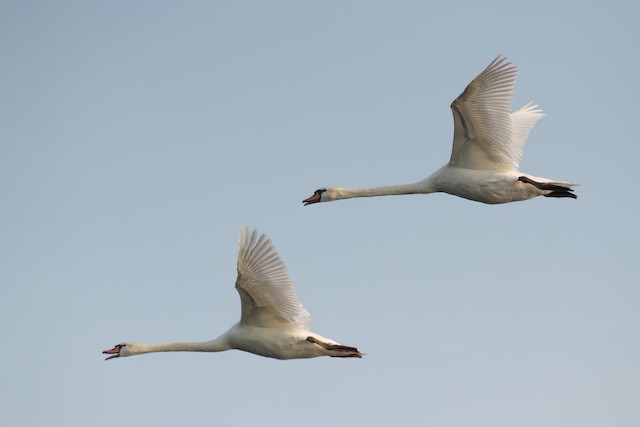 Mute Swan