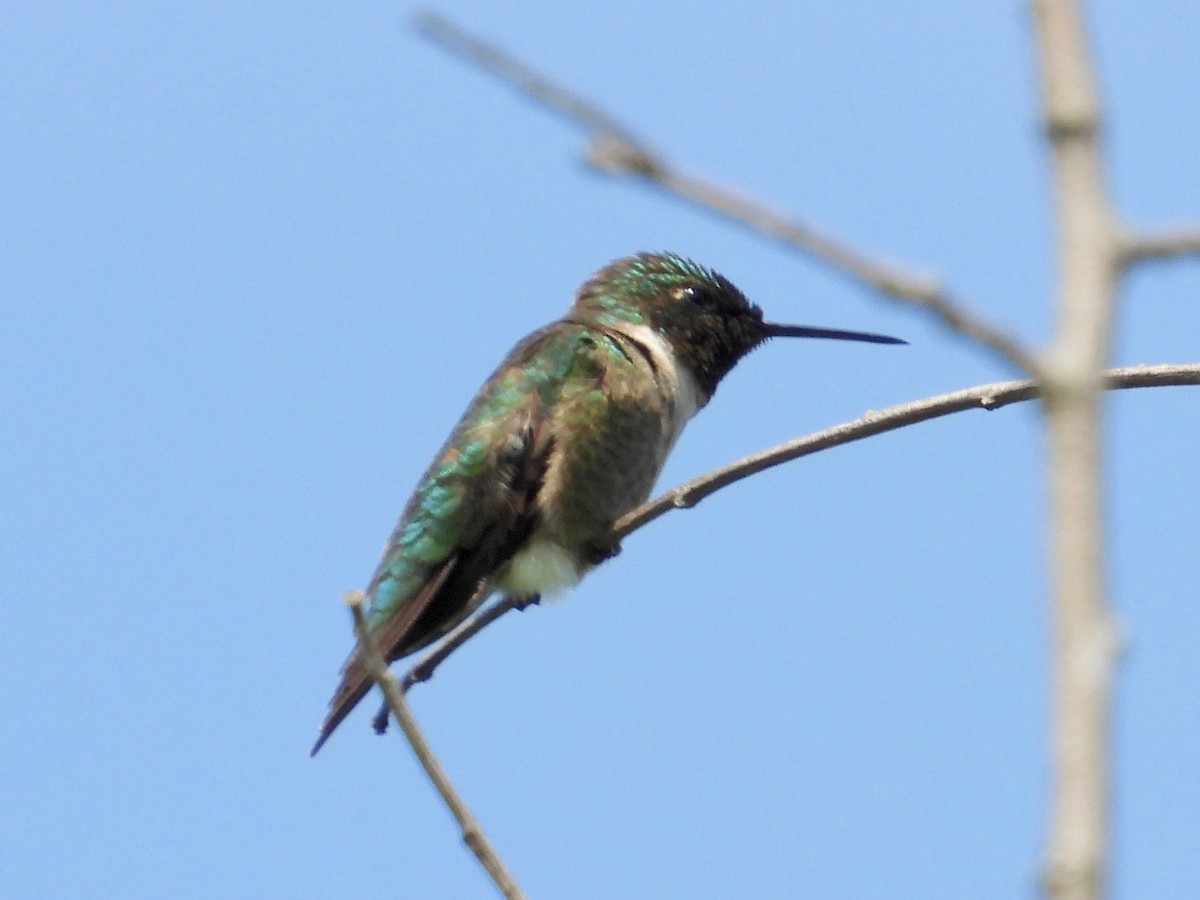 Ruby-throated Hummingbird - ML590008241