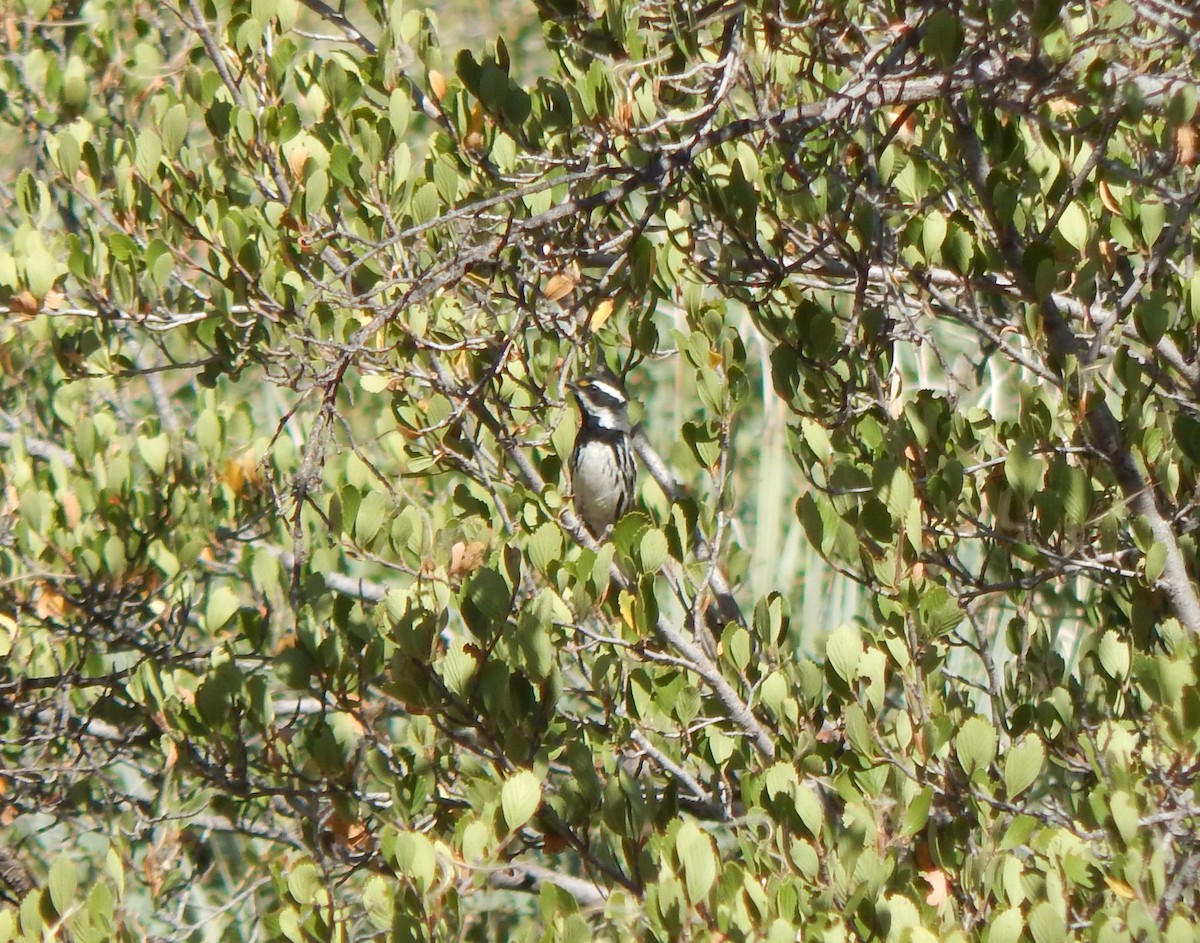 Black-throated Gray Warbler - ML590012201