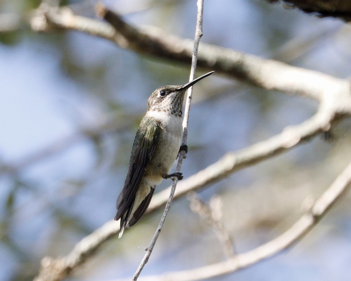 Ruby-throated Hummingbird - Paul Petrus