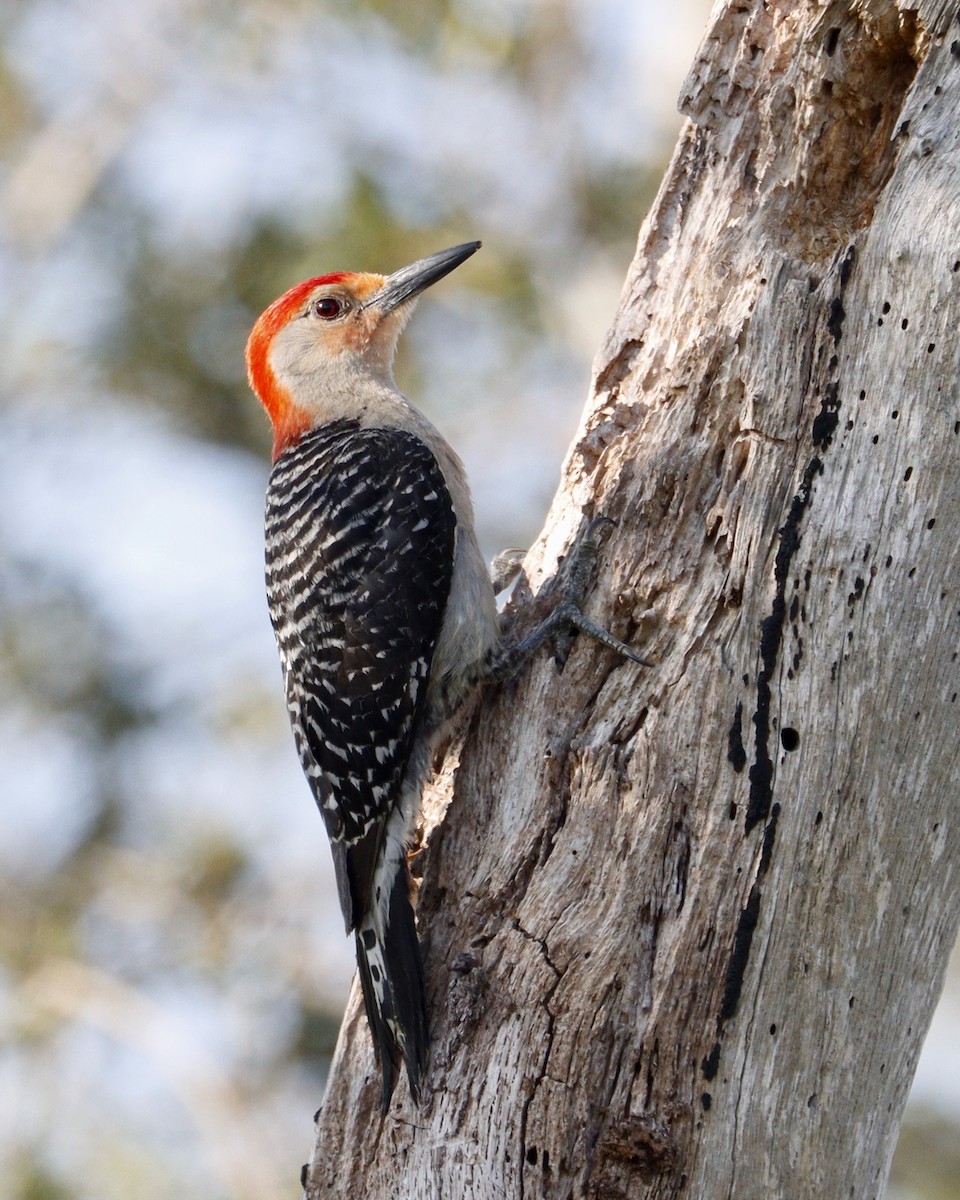 Red-bellied Woodpecker - ML590014971