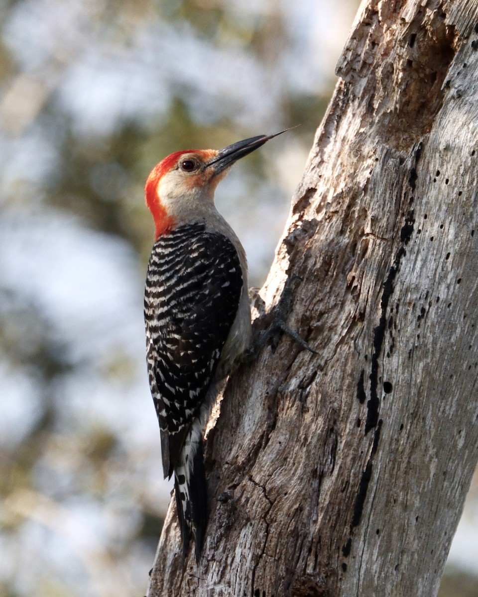Red-bellied Woodpecker - Paul Petrus