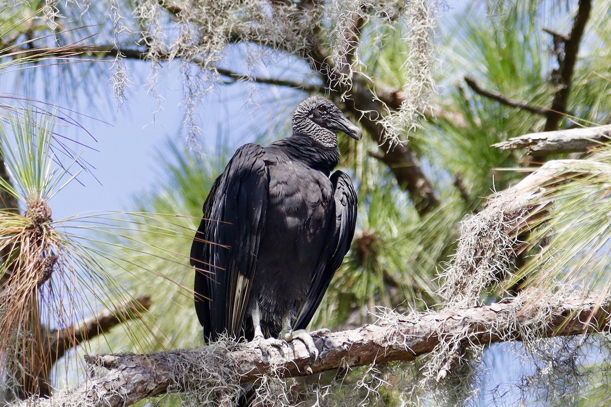 Black Vulture - ML590015101