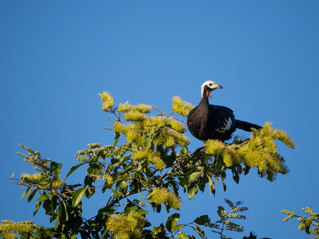 Red-throated Piping-Guan - ML590018351