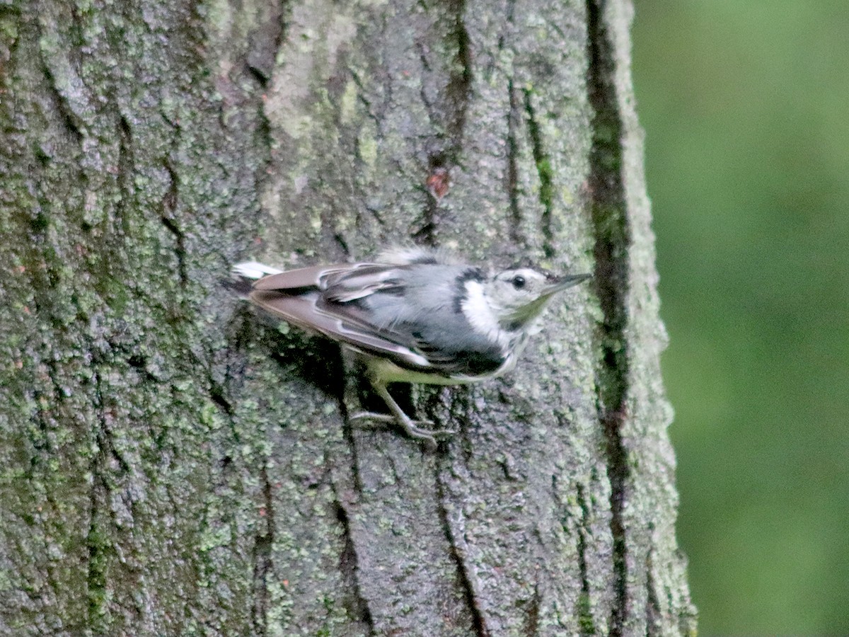 White-breasted Nuthatch - Sherry Plessner