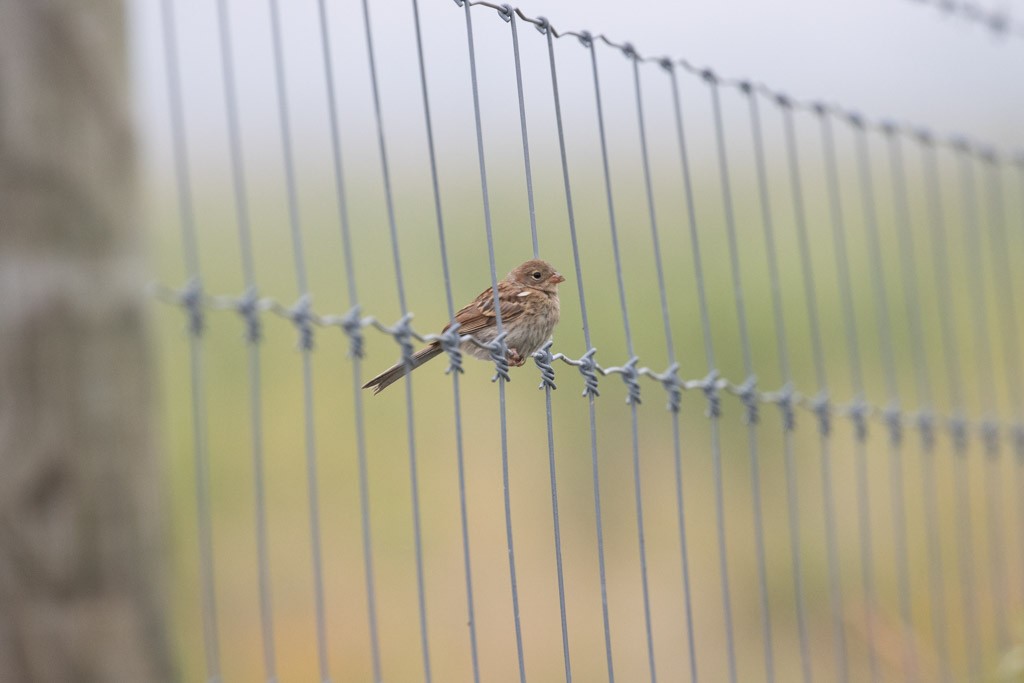 Field Sparrow - ML590025681