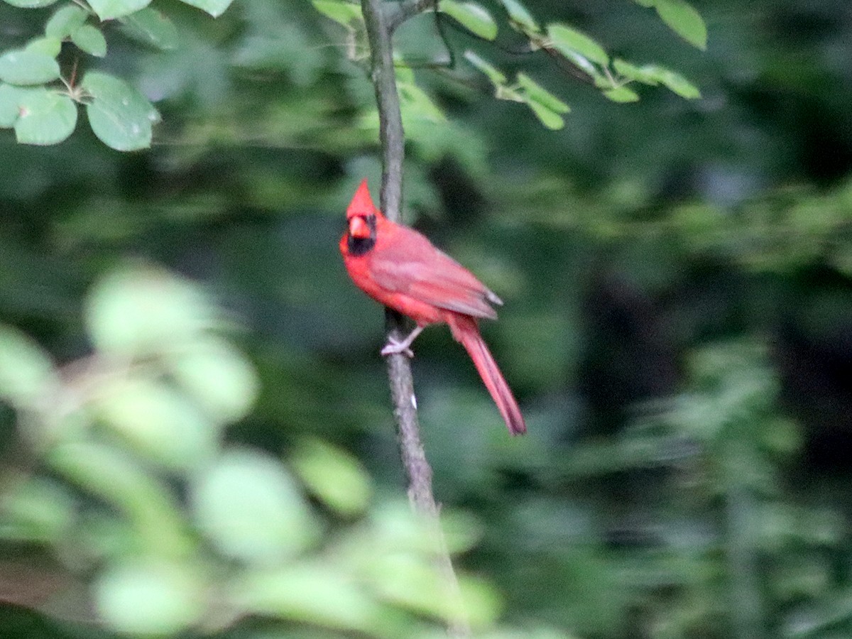 Cardinal rouge - ML590026241