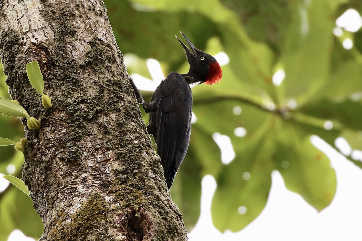 Andaman Woodpecker - ML590029751