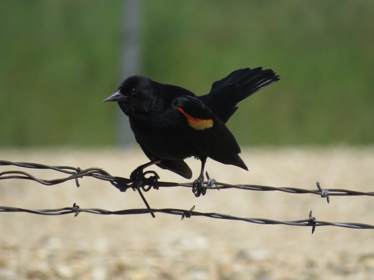 Red-winged Blackbird - ML59003091