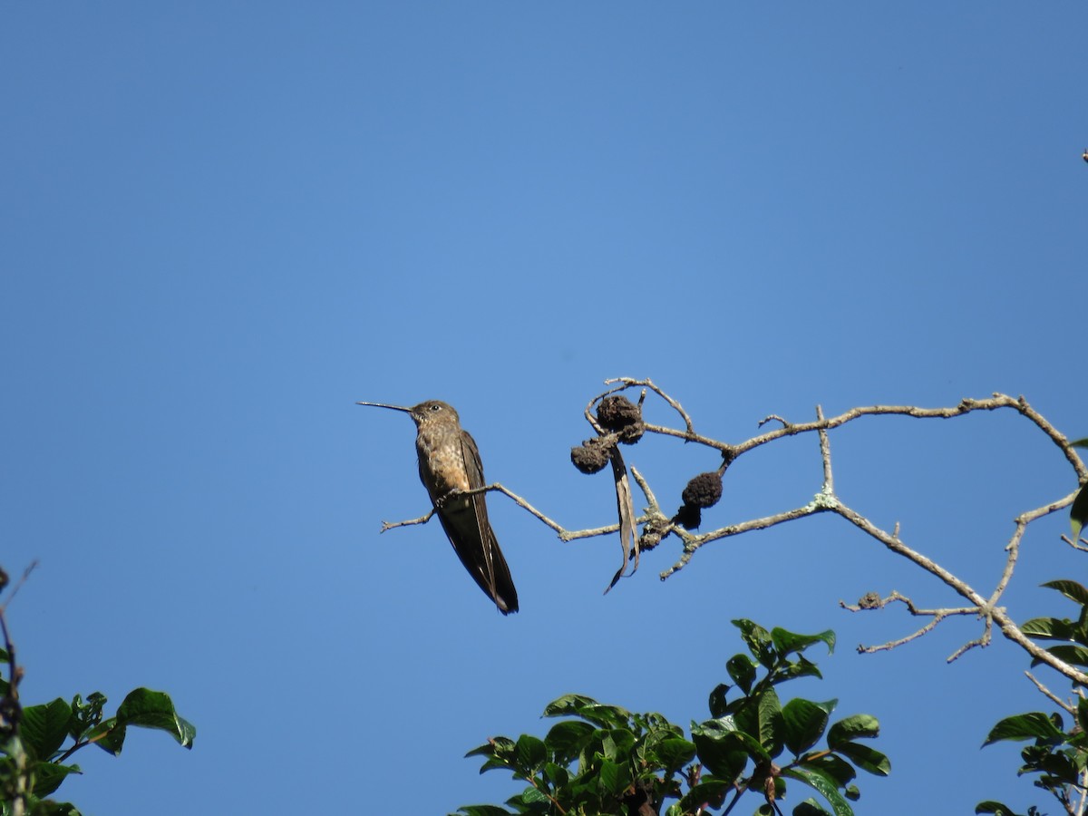 Giant Hummingbird - ML59003381