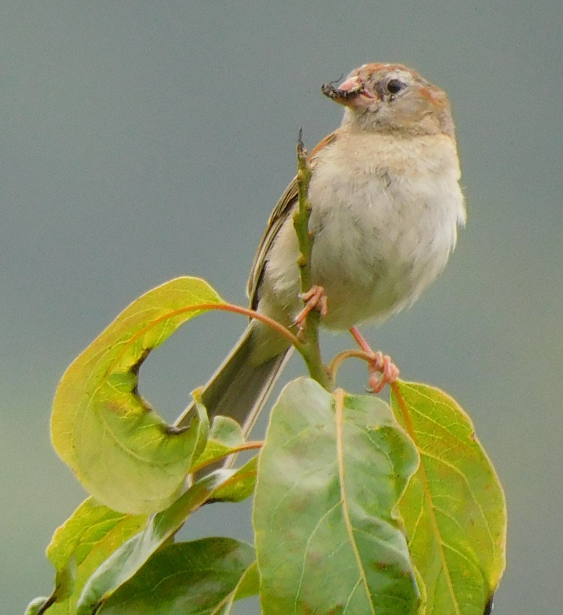 Field Sparrow - ML590036311
