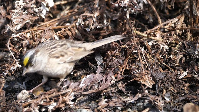 Golden-crowned Sparrow - ML590047831