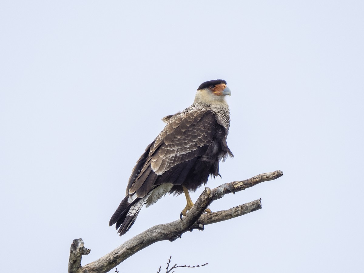 Crested Caracara (Southern) - ML590049871