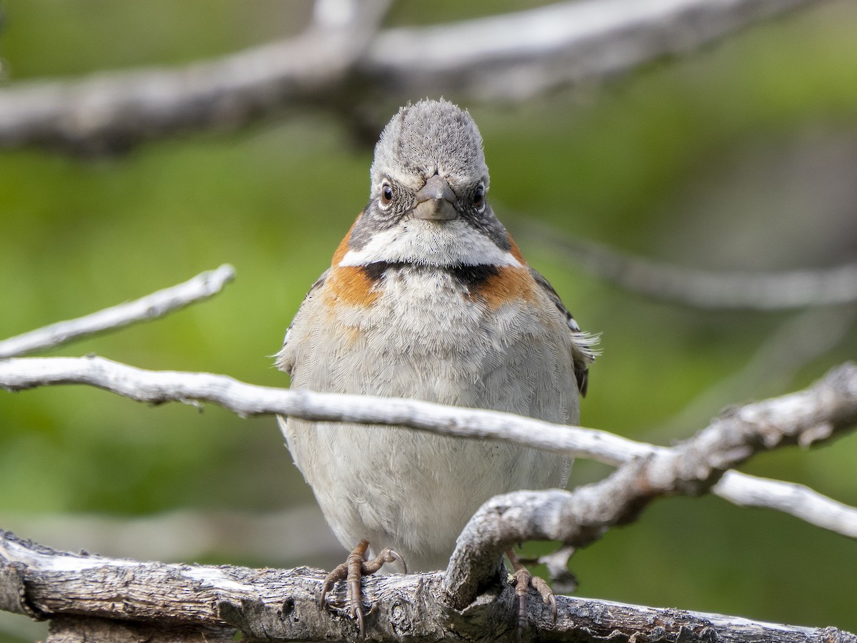 Rufous-collared Sparrow (Patagonian) - ML590050031