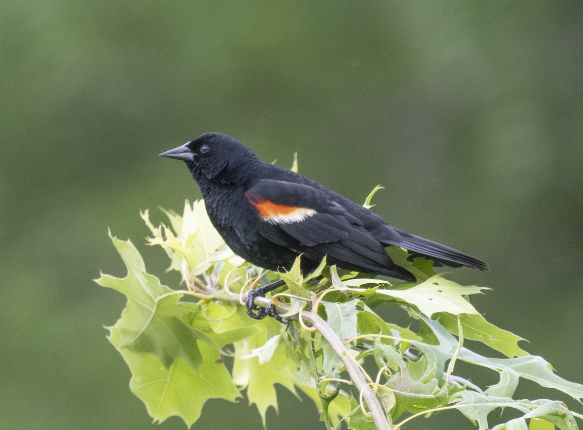 Red-winged Blackbird - ML590051941