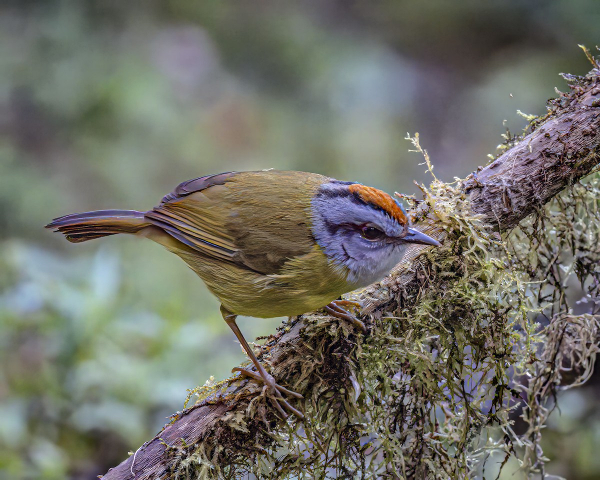 Russet-crowned Warbler - Steven Lasley