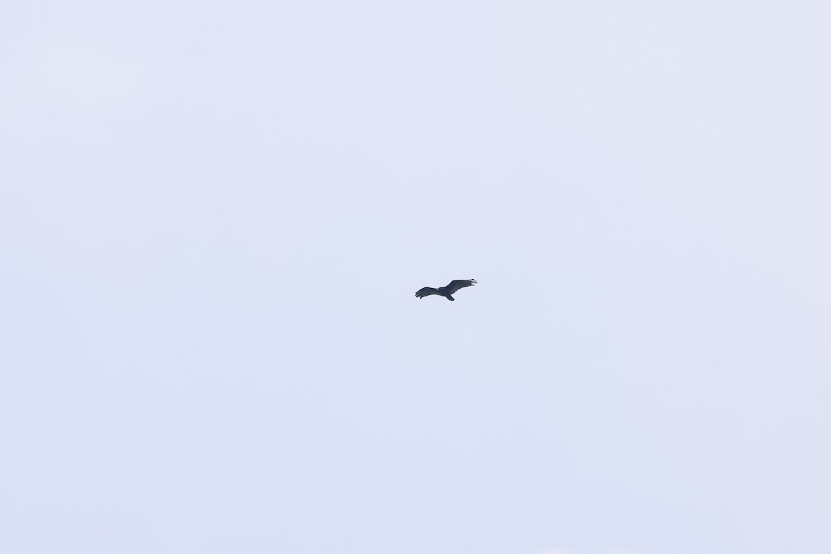 Turkey Vulture - ML590057011