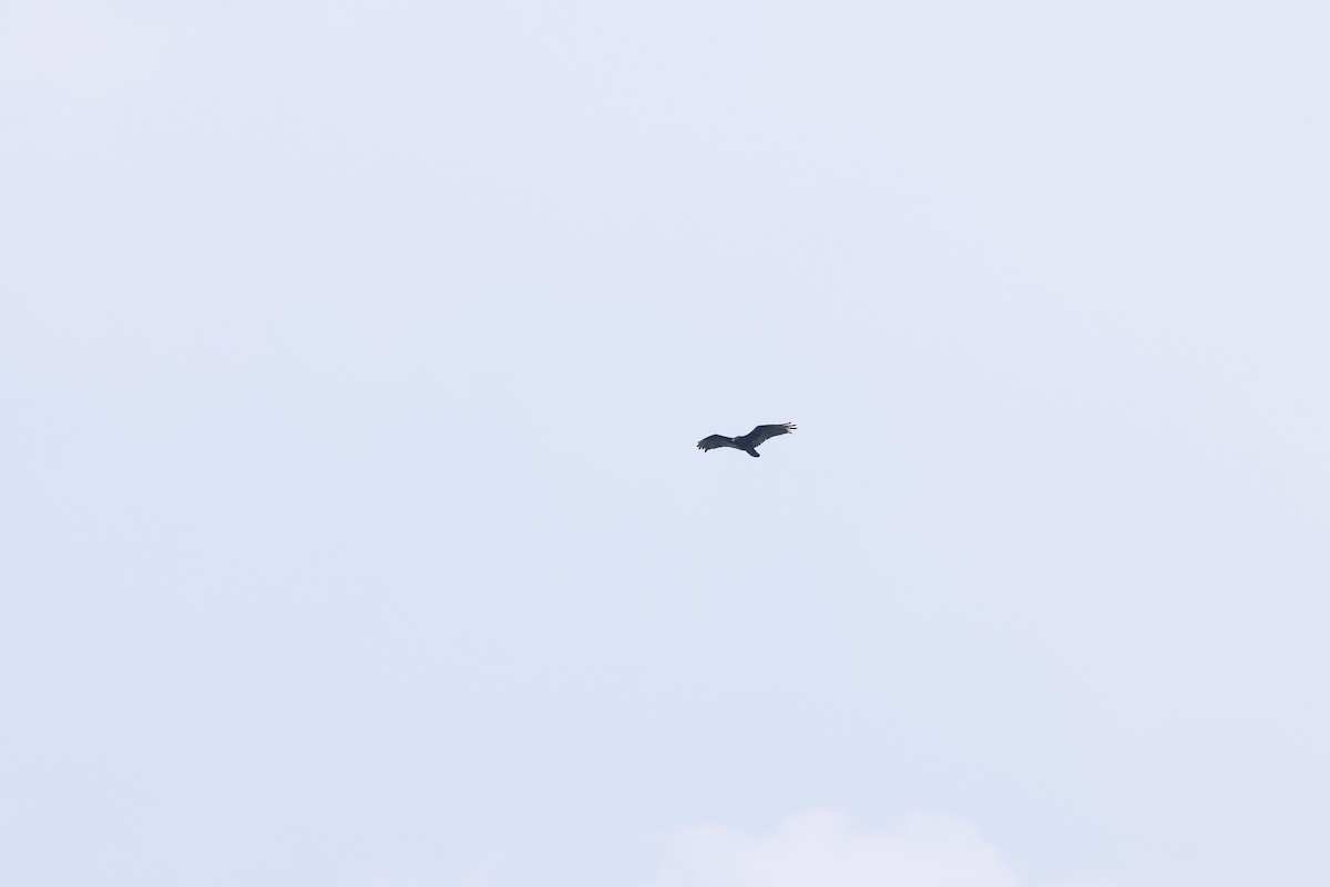 Turkey Vulture - ML590057041