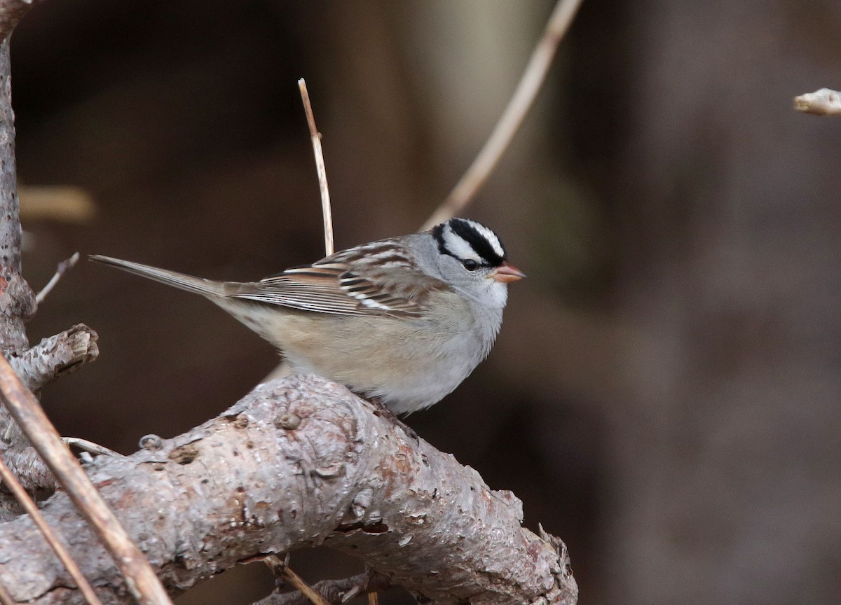 White-crowned Sparrow - patrick hacala