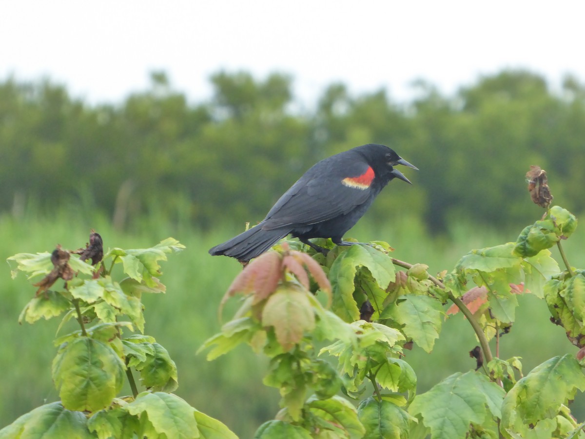 Red-winged Blackbird - ML590059941