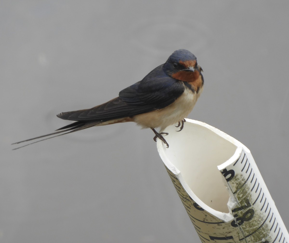 Barn Swallow - ML590063131