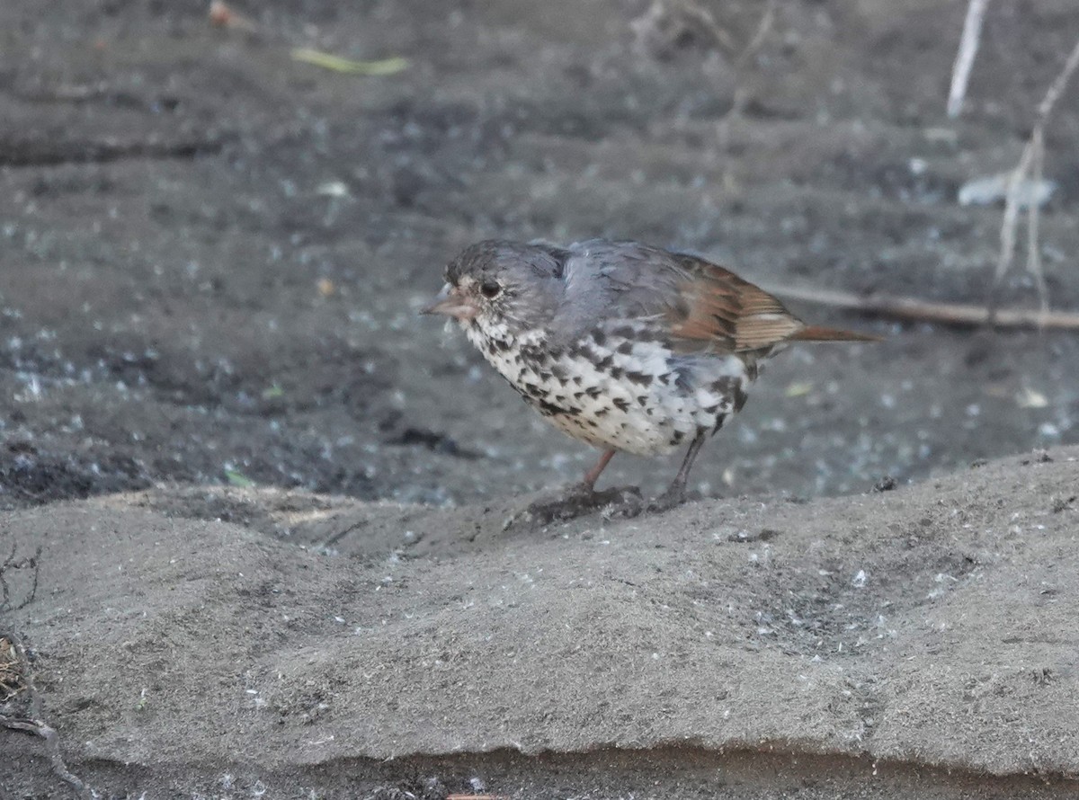 Fox Sparrow (Slate-colored) - ML590063741