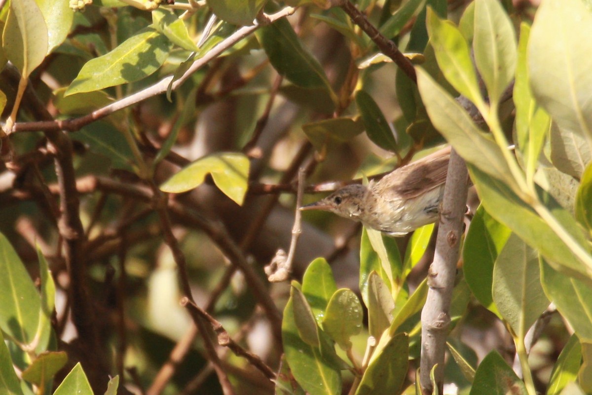 Common Reed Warbler (Mangrove) - ML590064501