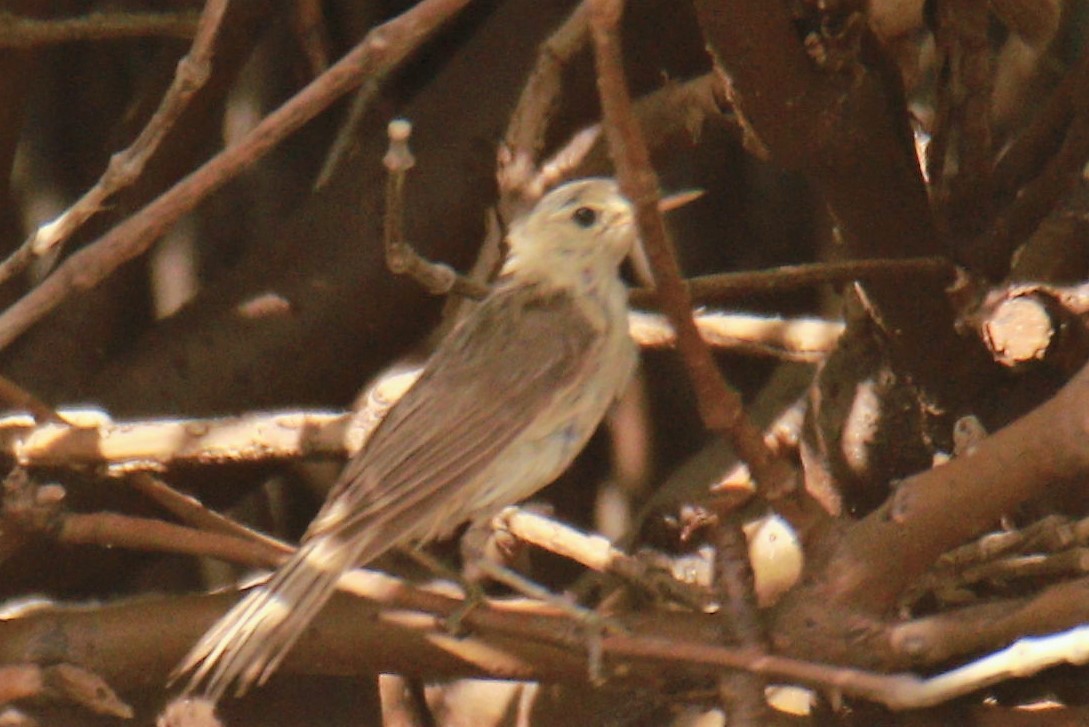 Common Reed Warbler (Mangrove) - ML590064511