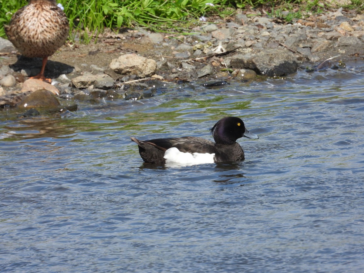 Tufted Duck - ML590064921