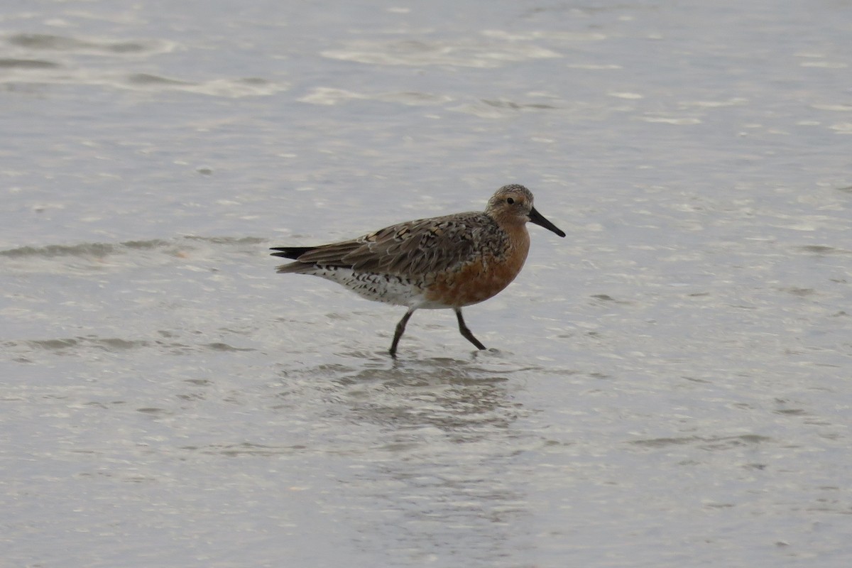 Red Knot - ML59006601