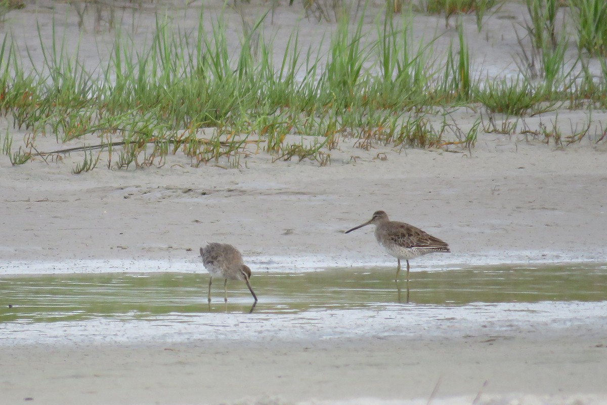 Long-billed Dowitcher - ML59006691