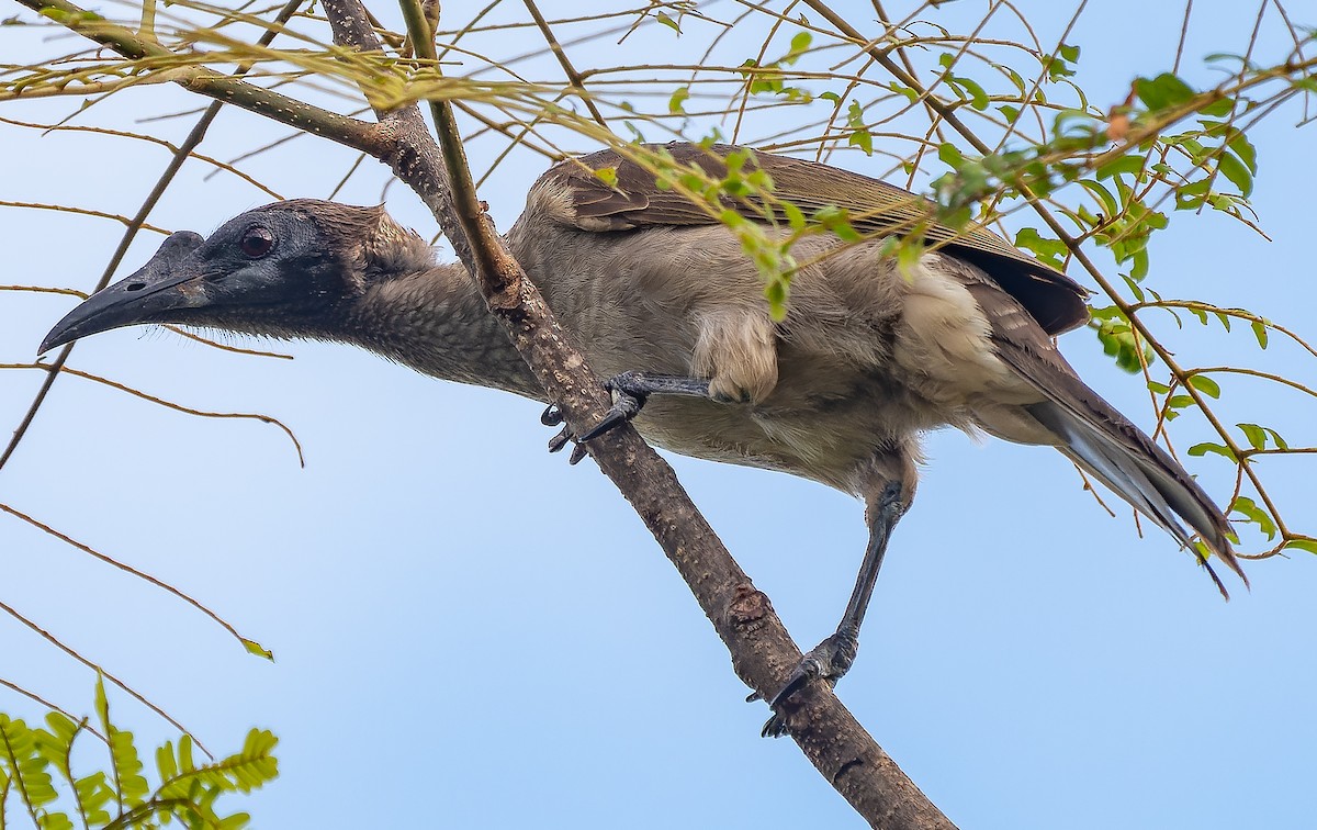 Helmeted Friarbird (New Guinea) - ML590066961
