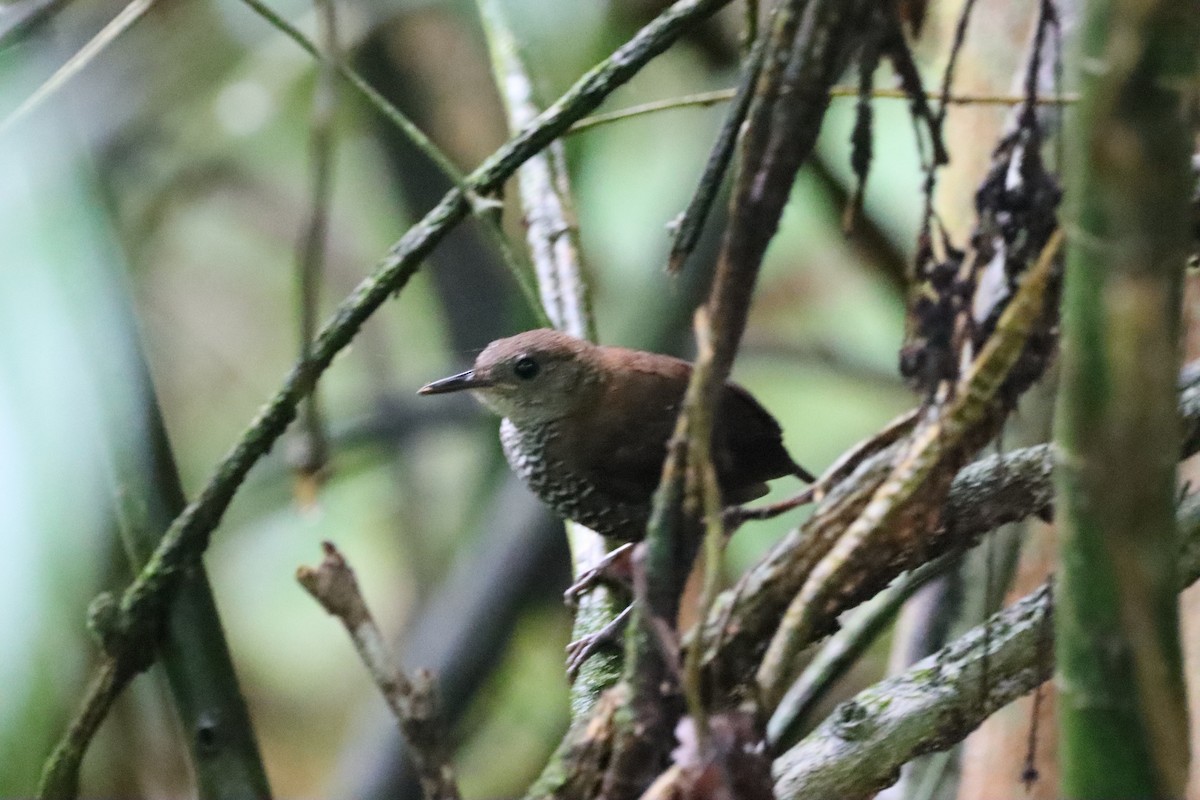 Scaly-breasted Wren (Scaly) - ML590071541