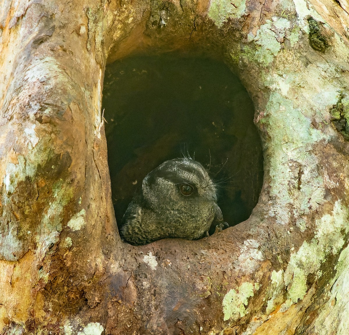 Barred Owlet-nightjar - ML590073391
