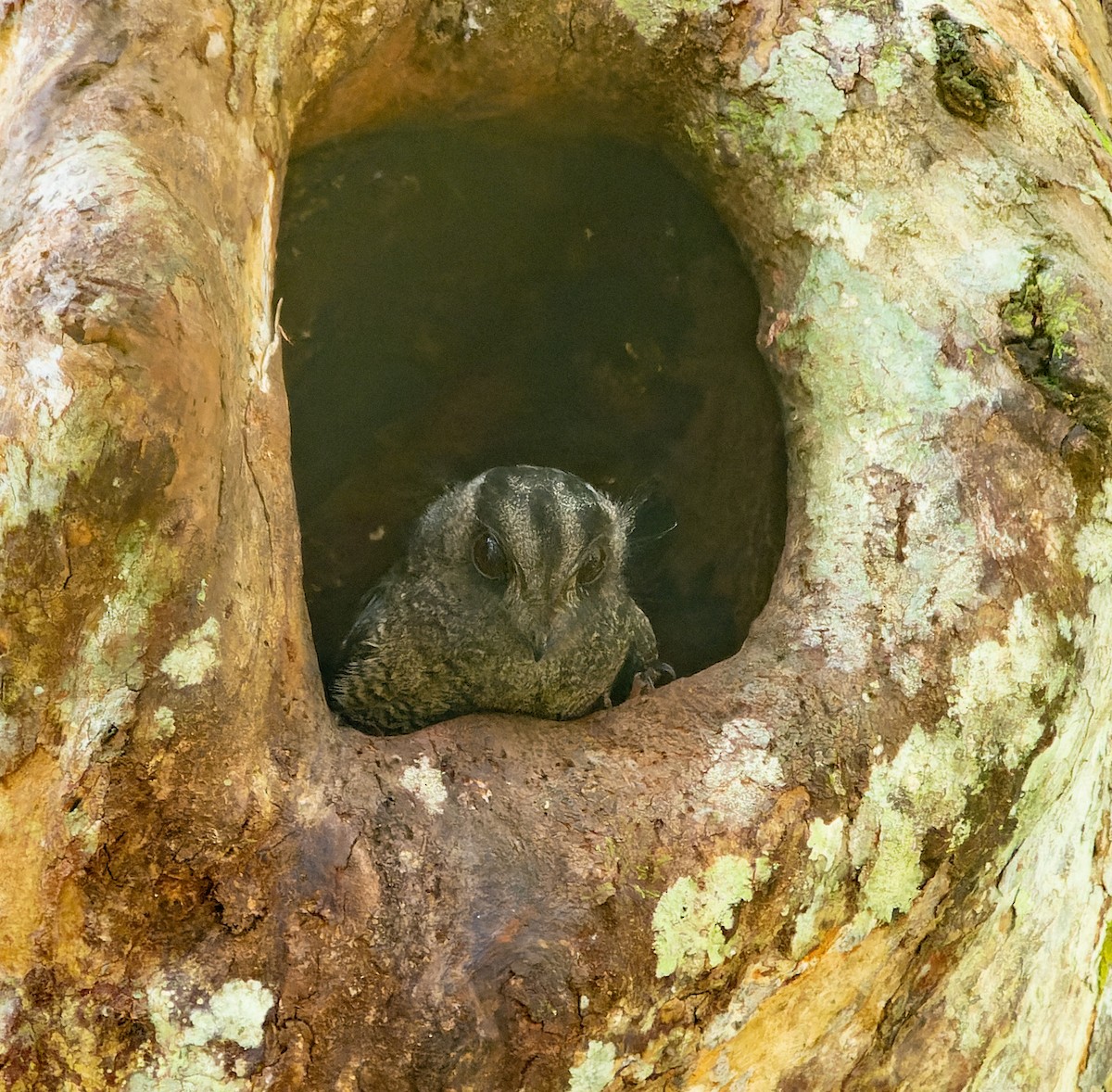 Barred Owlet-nightjar - ML590073411
