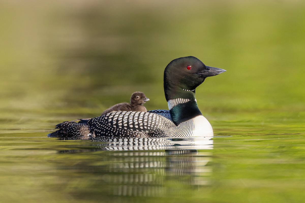 Common Loon - Jeff Dyck