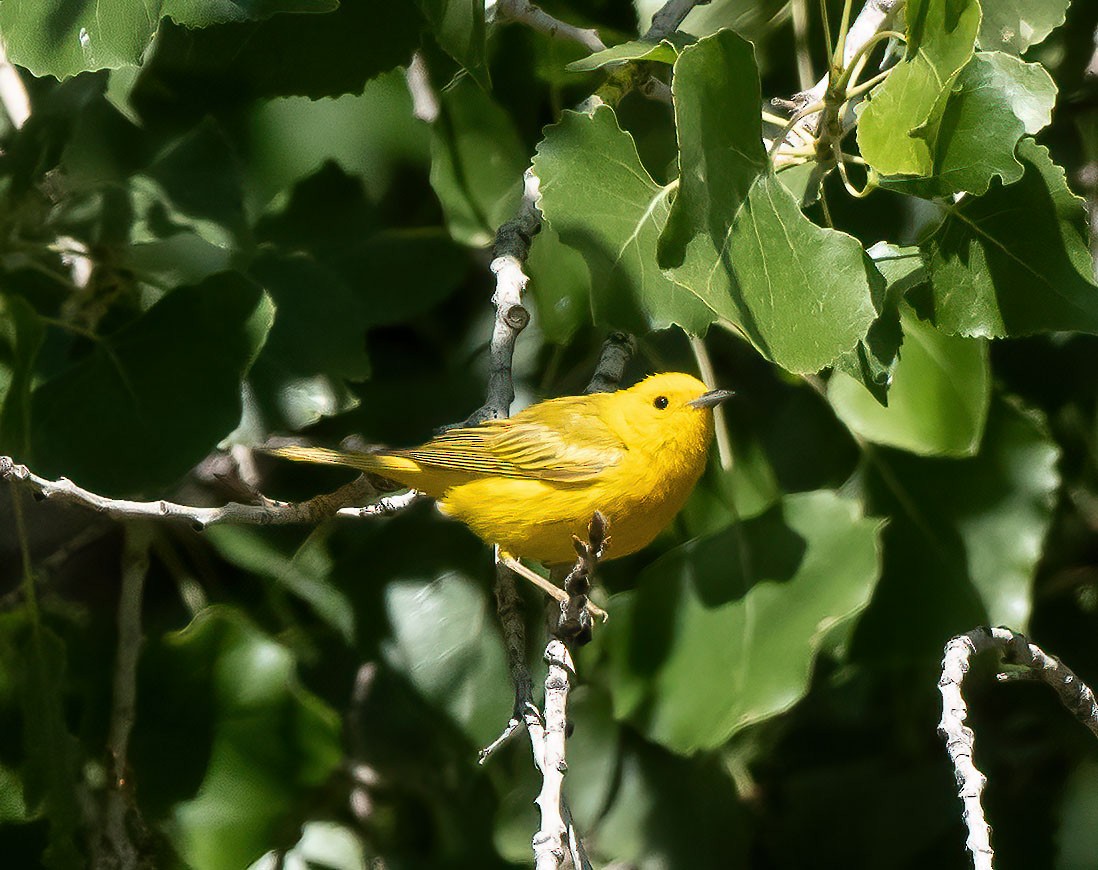 Yellow Warbler (Northern) - Gordon Karre