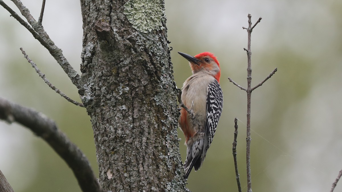 Red-bellied Woodpecker - Daniel Jauvin