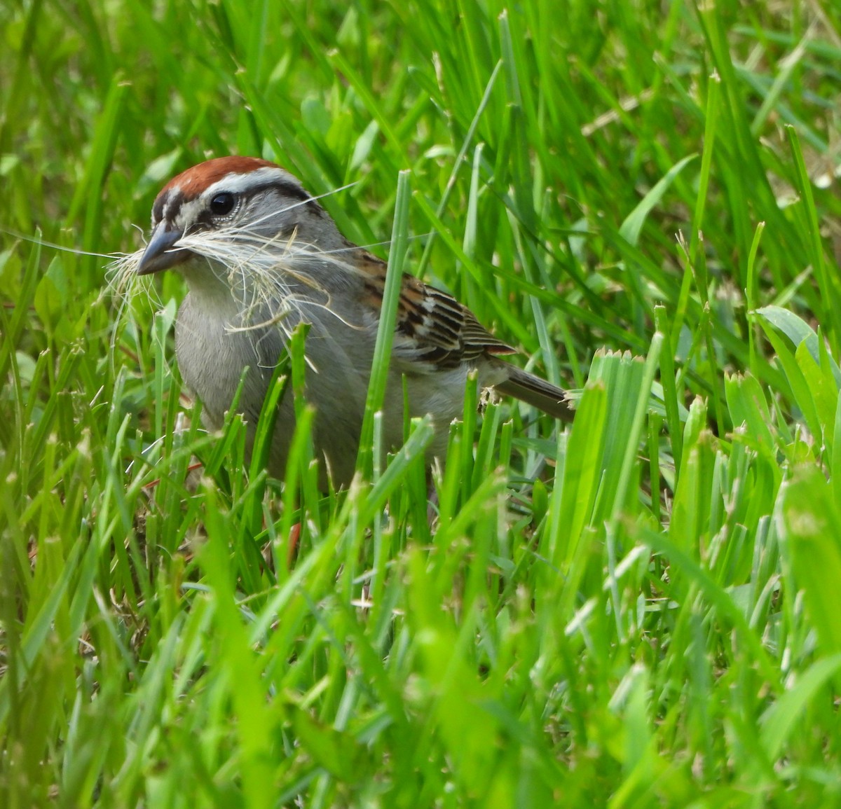 Chipping Sparrow - ML590079651
