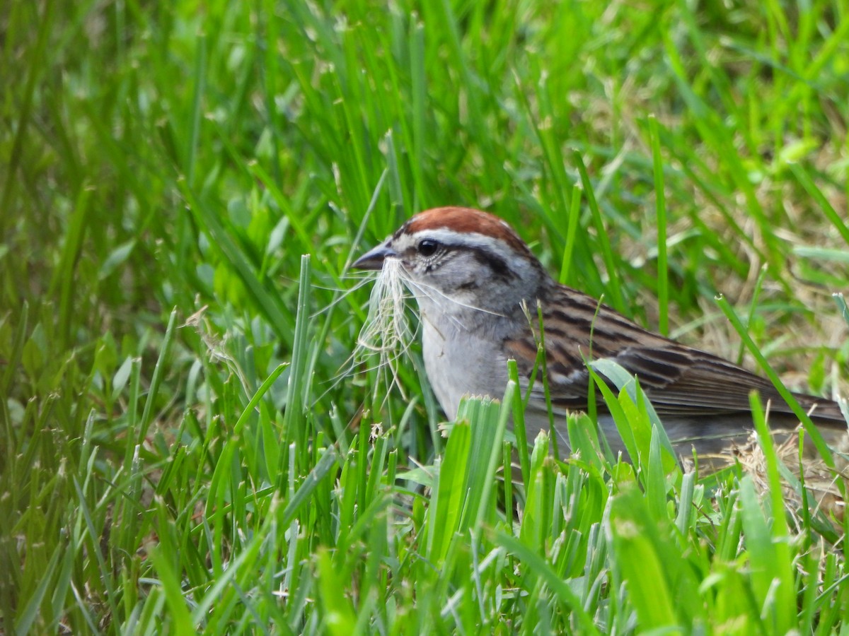 Chipping Sparrow - ML590079661