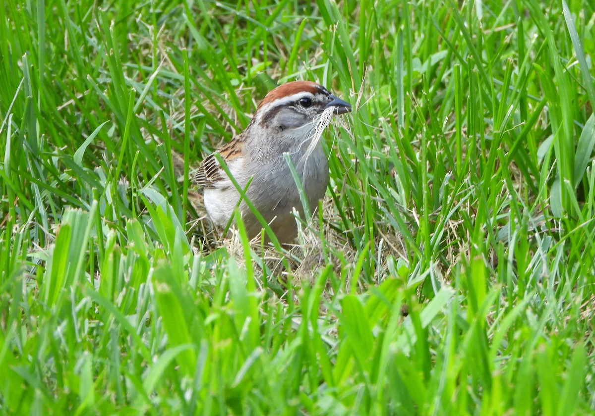Chipping Sparrow - ML590081011