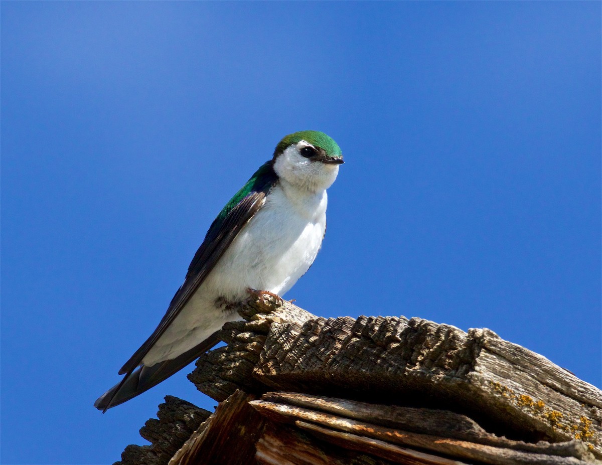 Violet-green Swallow - ML590081201