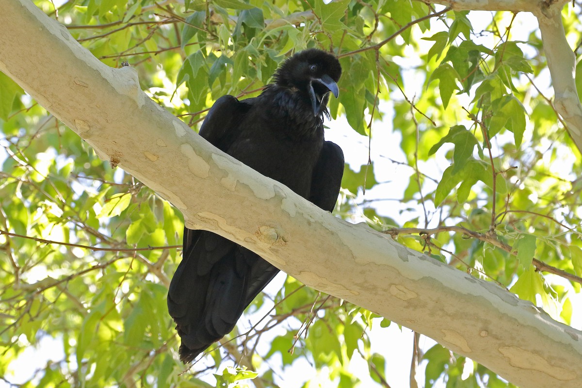 Common Raven - ML590081371
