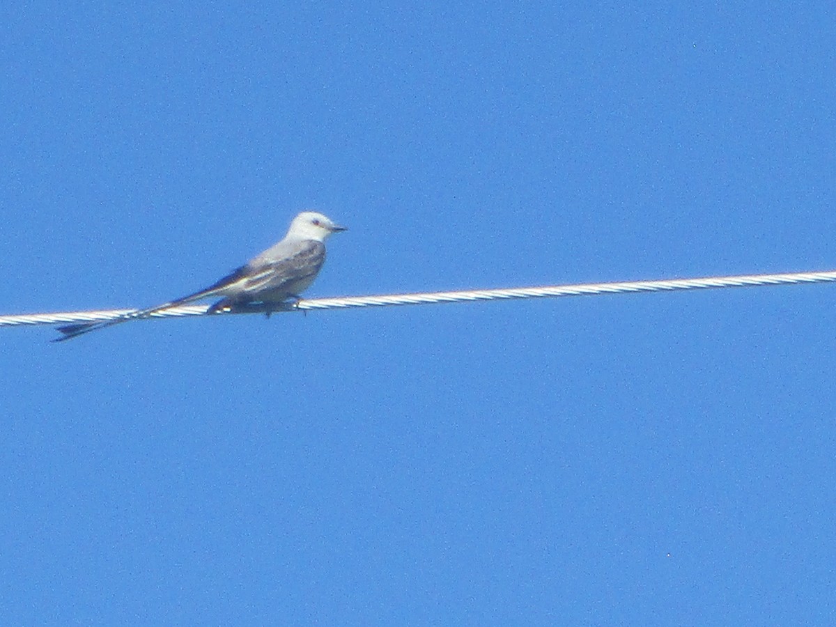 Scissor-tailed Flycatcher - ML590087961
