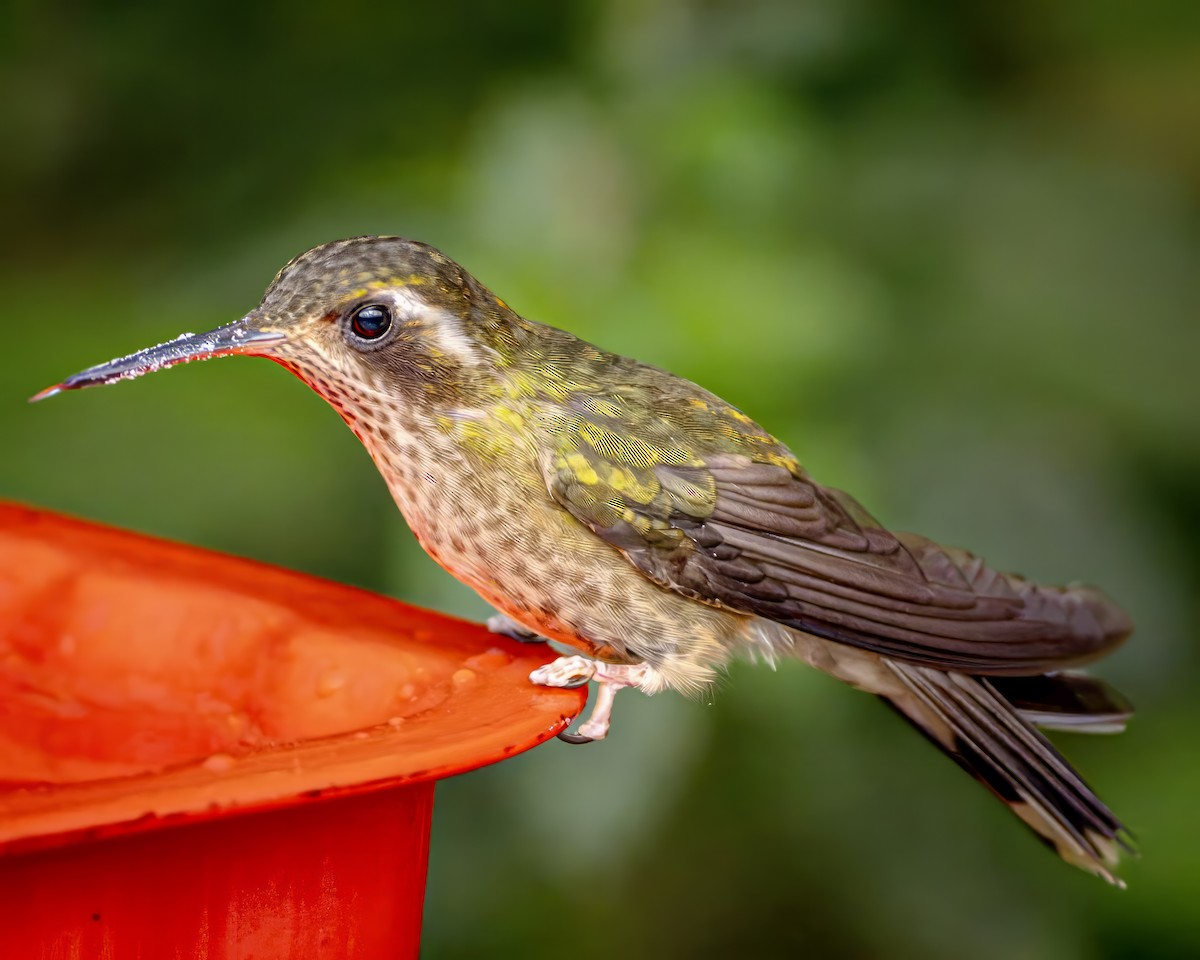 Speckled Hummingbird - ML590090901