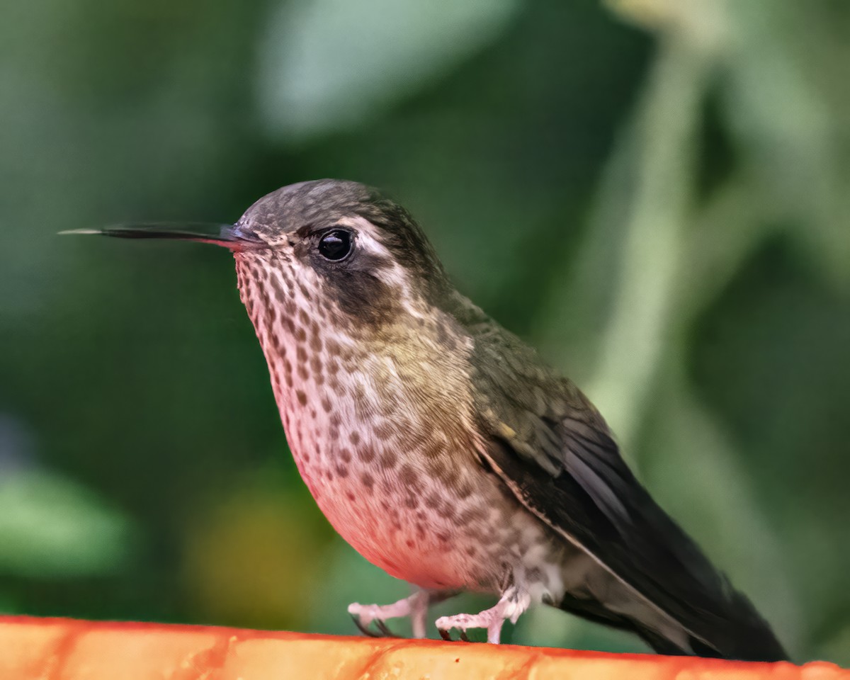 Speckled Hummingbird - ML590091281