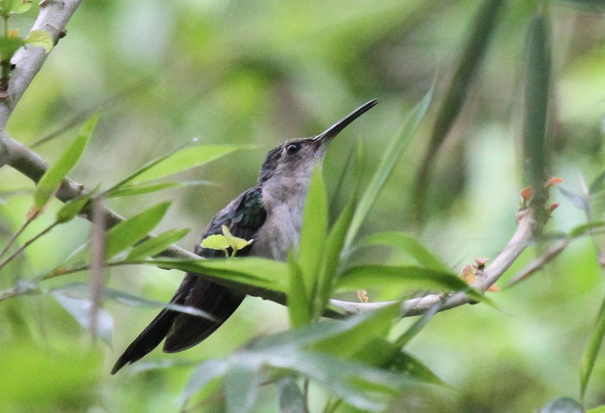 Wedge-tailed Sabrewing (Long-tailed) - ML59009621