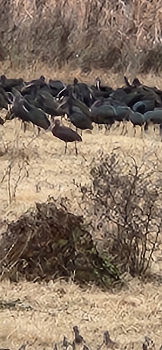 ibis americký - ML590096891