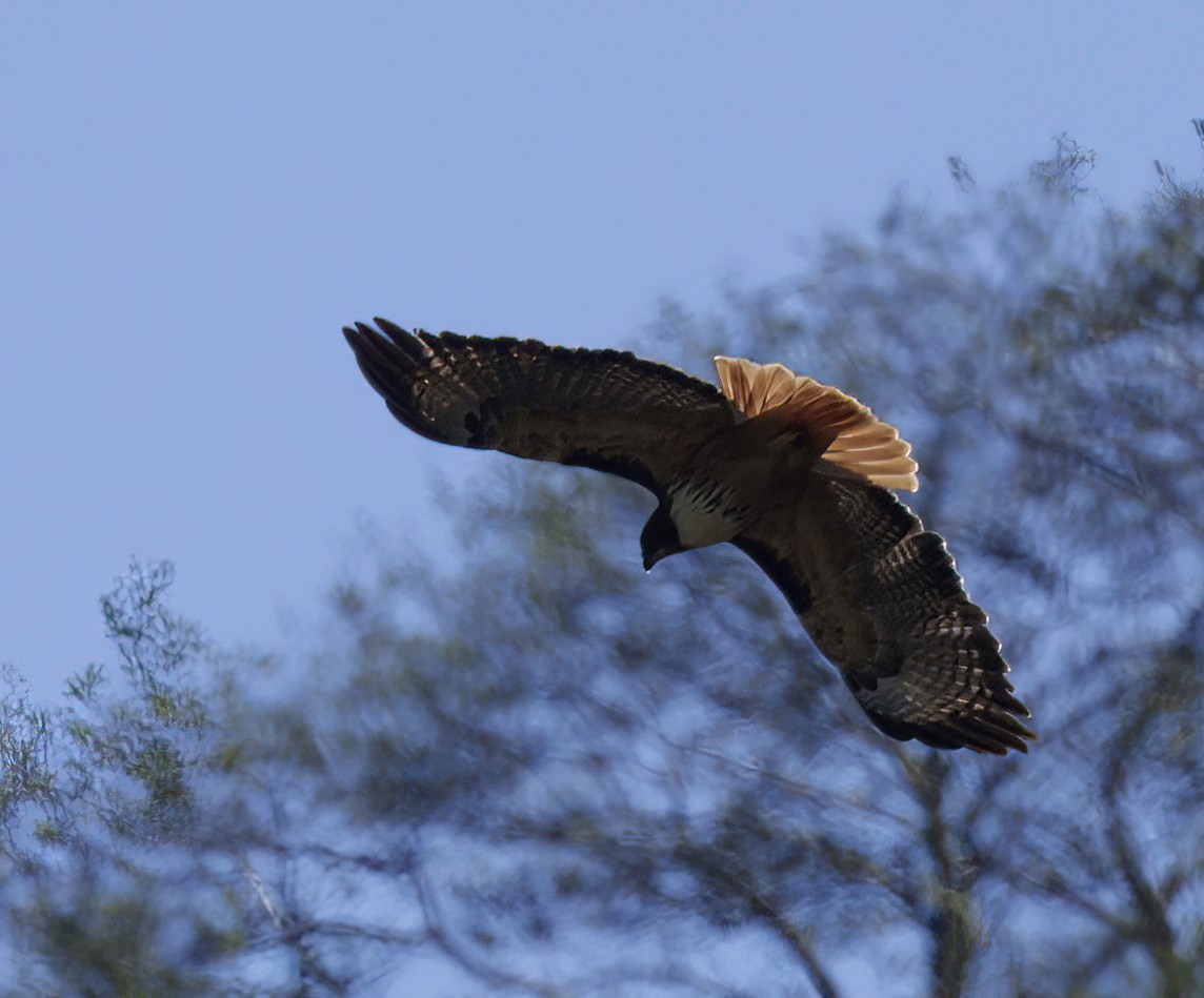 Red-tailed Hawk (costaricensis) - ML590097211